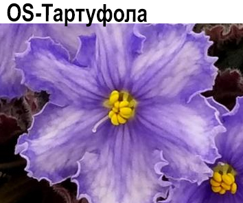 OS-Тартуфола (лангифолия)  НОВИНКА КАТАЛОГА!