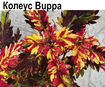 Колеус Buppa