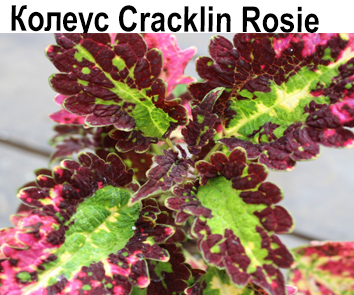Колеус Cracklin Rose