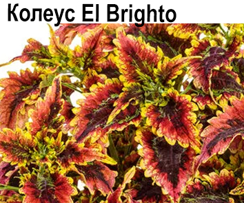 Колеус El Brighto