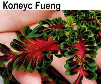 Колеус Fueng