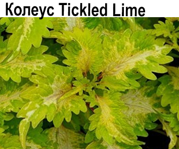 Колеус Tickled Lime