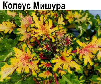 Колеус Мишура