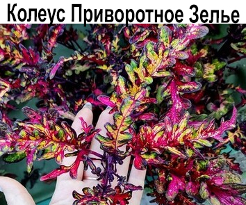 Колеус Приворотное зелье