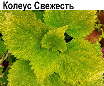 Колеус Свежесть