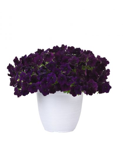 Петуния ампельная (Petunia trayling F1) Easy Wave Navy Velour, 50 драже