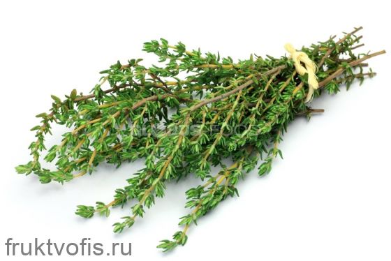 _Тимьян 100гр