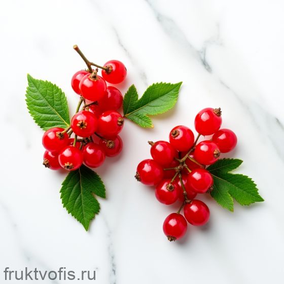 Смородина красная 125гр Смородина красная 125гр