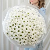 Хризантема 25 шт (Сорт Бакарди)