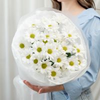 Хризантема 5 шт (Сорт Бакарди)