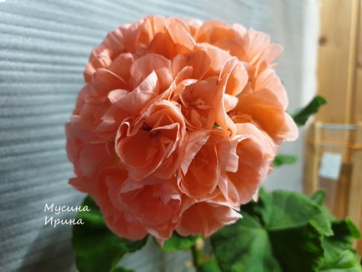 Шёлк Полдень № 2460