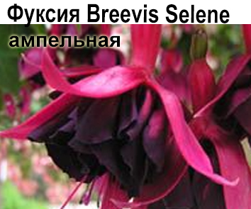 Фуксия Breevis Selene амп  НОВИНКА КАТАЛОГА!