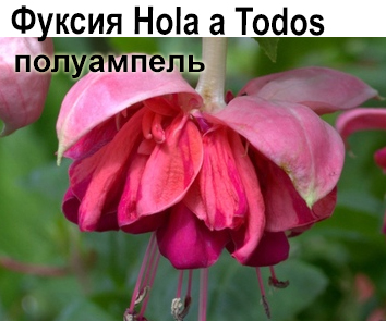 Фуксия Hola a Todos полуамп  НОВИНКА КАТАЛОГА!