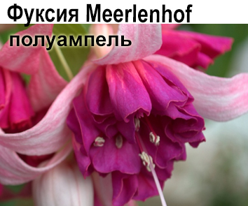 Фуксия Meerlenhof  полуамп  НОВИНКА КАТАЛОГА!