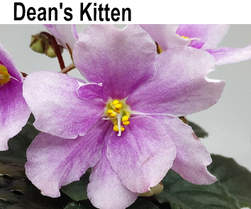 Dean"s Kitten