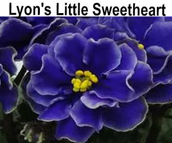 Lyon’s Little Sweetheart (Sorano)