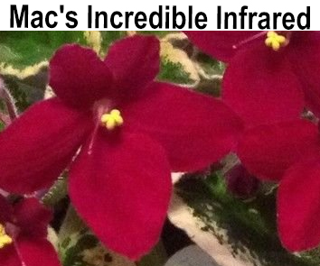 Mac's Incredible Infrared (McDonald)