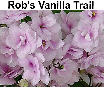Vanilla Trail