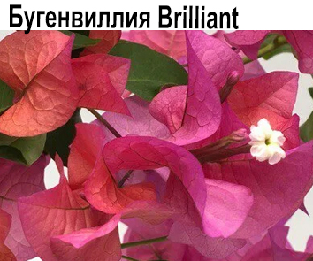 Бугенвиллия Brilliant