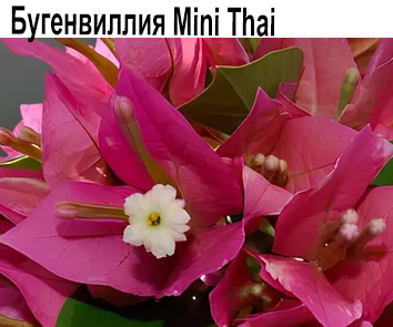 Бугенвиллия Mini Thai (миниатюра)