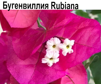 Бугенвиллия Rubiana