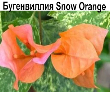 Бугенвиллия Snow Orange variegata  НОВИНКА КАТАЛОГА!