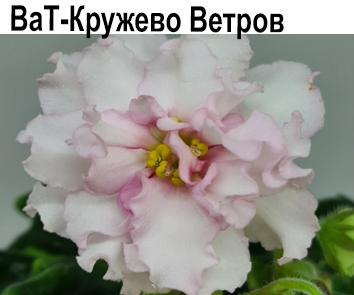 ВаТ-Кружево Ветров (Валькова)  НОВИНКА КАТАЛОГА!