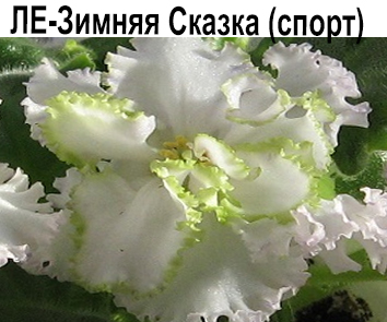 ЛЕ-Зимняя Сказка (Лебецкая) спорт