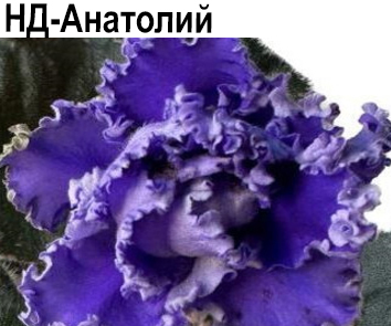 НД-Анатолий (Данилова-Суворова)  НОВИНКА КАТАЛОГА!