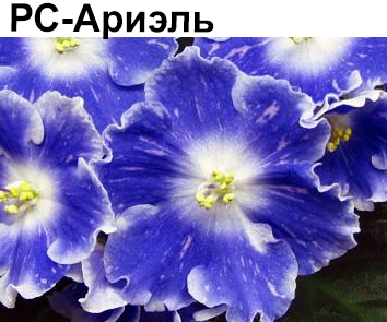 РС-Ариэль (Репкина)
