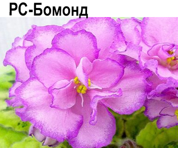РС-Бомонд (Репкина)  НОВИНКА КАТАЛОГА!
