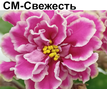 СМ-Свежесть  НОВИНКА КАТАЛОГА!