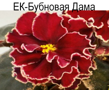 ЕК-Бубновая Дама (Коршунова)