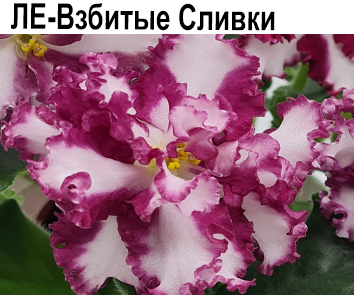ЛЕ-Взбитые Сливки  (Е.Лебецкая)