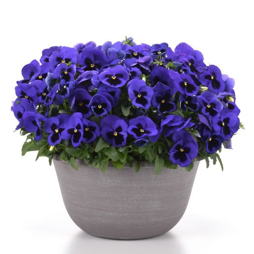 Виола виттрока (Viola wittrockiana) Matrix Blue Blotch, 100 семян