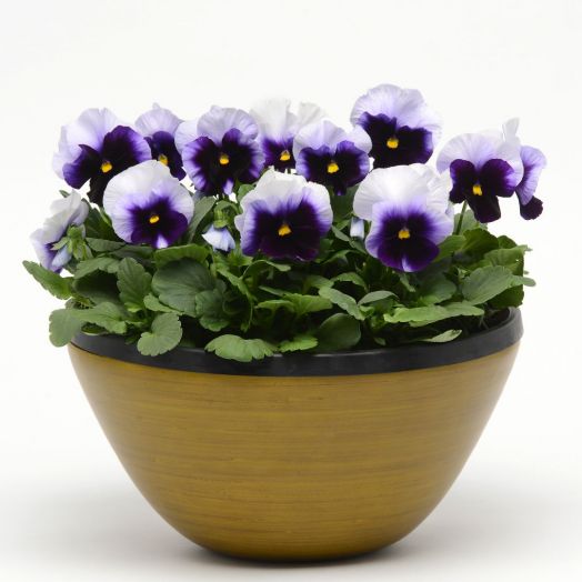 Виола виттрока (Viola wittrockiana) Matrix Beaconsfield, 100 семян
