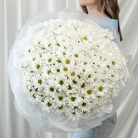 Хризантема 35 шт (Сорт Бакарди)