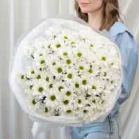 Хризантема 15 шт (Сорт Бакарди)