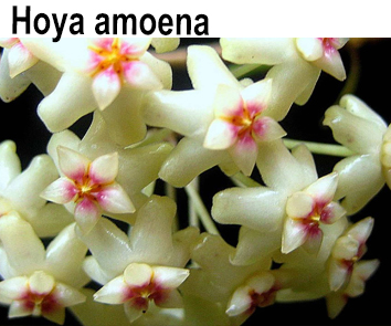 Хойя Amoena  НОВИНКА КАТАЛОГА!