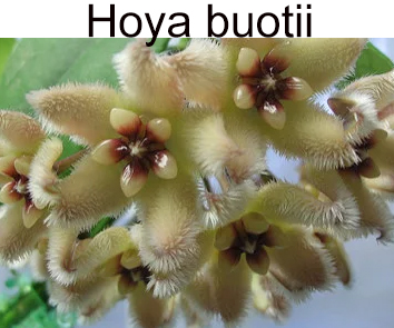 Хойя Buotii