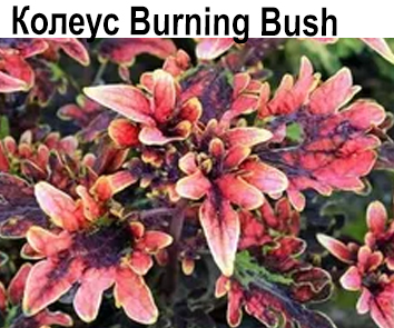 Колеус Burning Bush