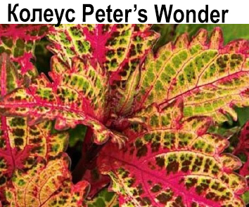 Колеус Peter's Wonder