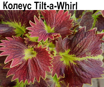 Колеус Tilt-a-Whirl