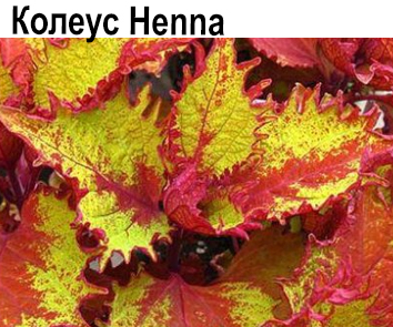 Колеус Henna