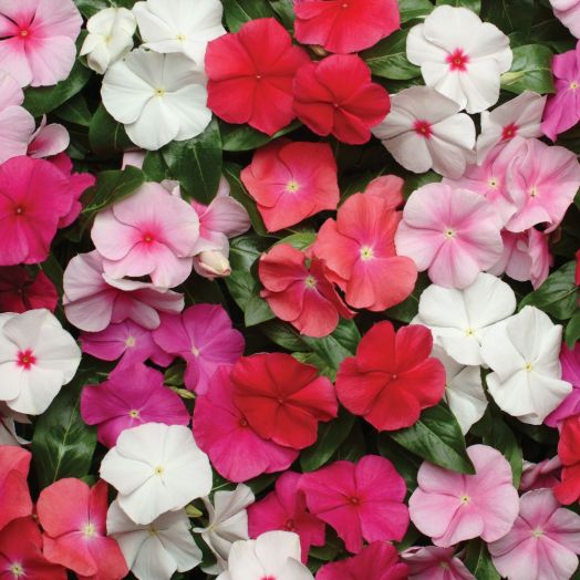 Катарантус розовый (Vinca rosea) Pacifica Mix, 100 семян