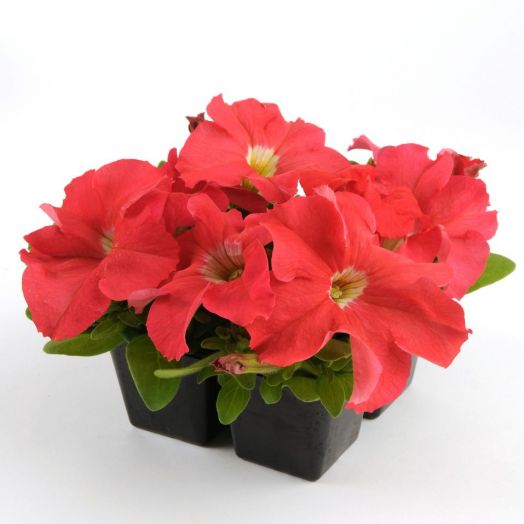 Петуния крупноцветковая (Petunia grandiflora F1) Ez Rider Deep Salmon, 100 драже