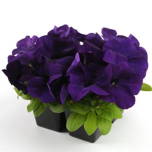 Петуния крупноцветковая (Petunia grandiflora F1) Ez Rider Blue, 100 драже