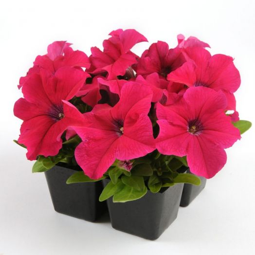 Петуния крупноцветковая (Petunia grandiflora F1) Ez Rider Rose, 100 драже