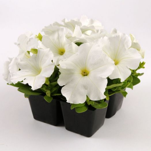 Петуния крупноцветковая (Petunia grandiflora F1) Ez Rider White, 100 драже