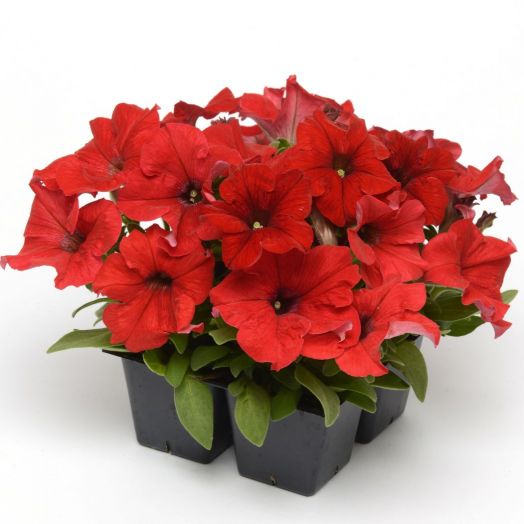 Петуния крупноцветковая (Petunia grandiflora F1) Ez Rider Red, 100 драже